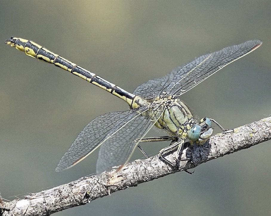 western clubtail